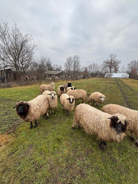 Vând 11 oi si mieluțe!