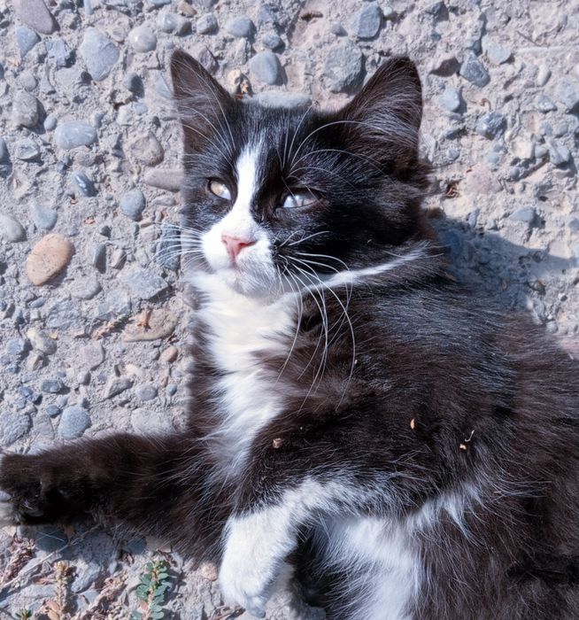 Продается шикарный котик