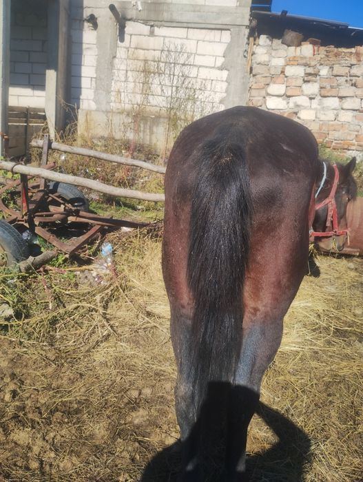 Vând cal de 10 ani