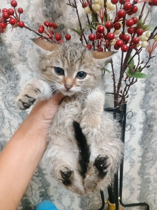 Отдам котенка в добрые руки