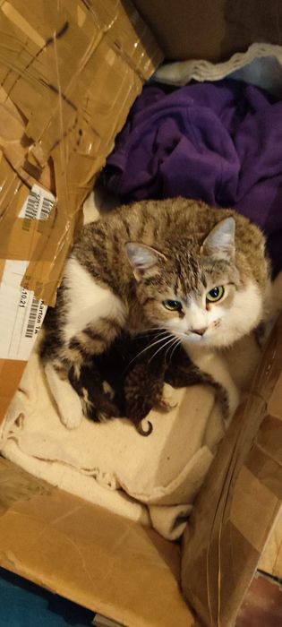 Котята совсем малютки