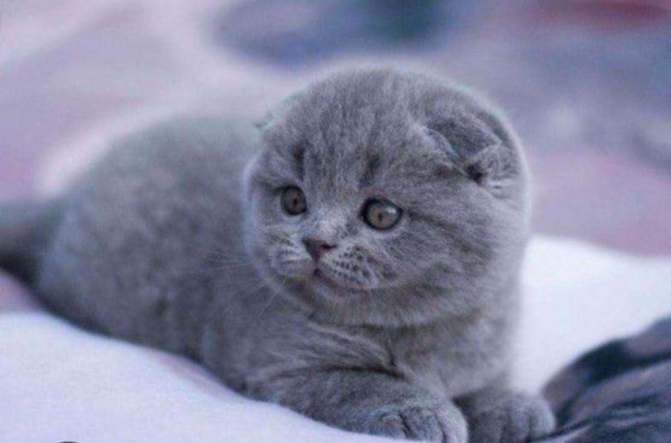 Срочно продаётся котёнок британец