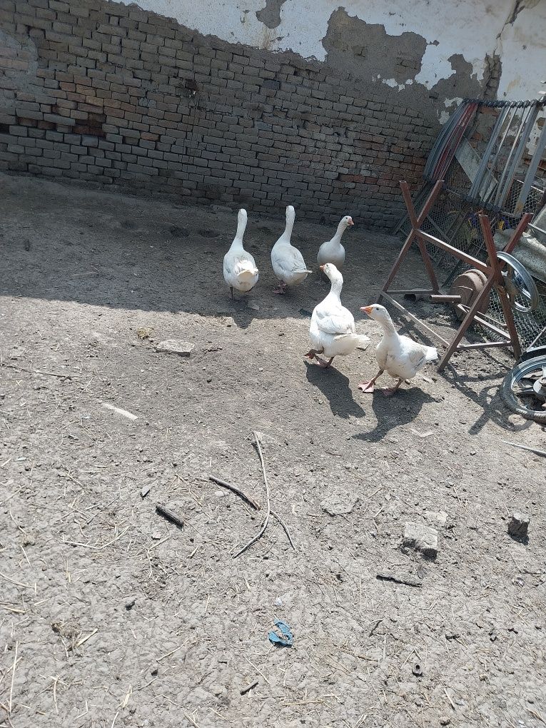 Vând gâște  vând capre