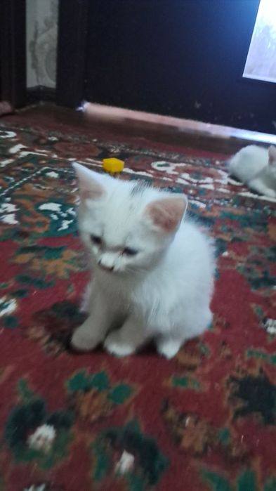 Мушук болалари сотилади Эгасини номери Мушук болалари сотилади