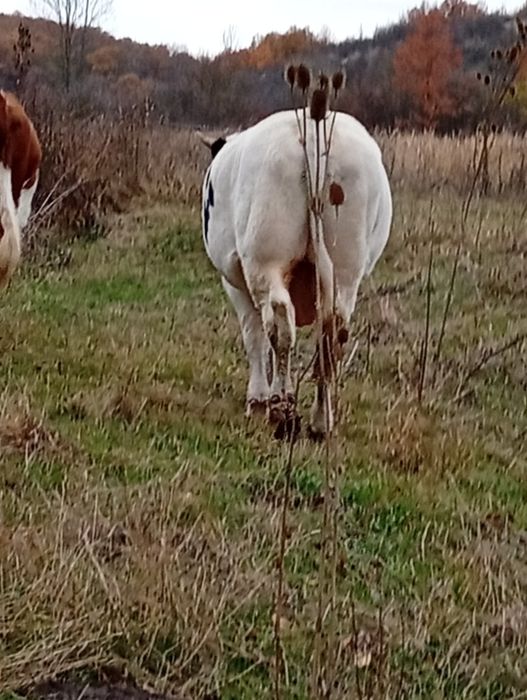 Taure de vânzare,90 de milioane negociabil