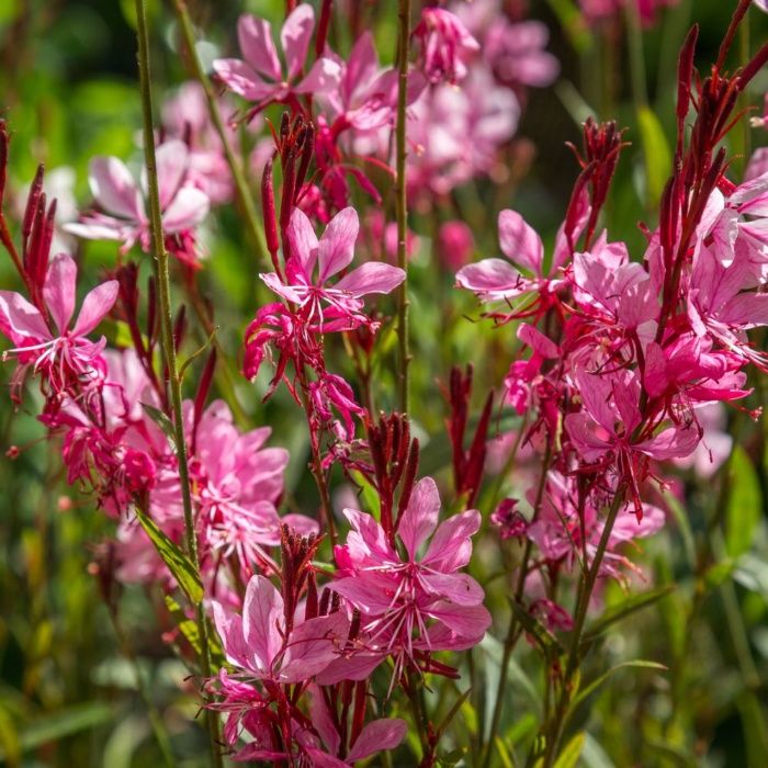 Potentilla ,Gaura,Aster,Heuchera