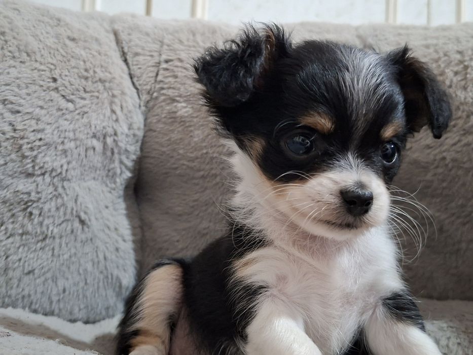 Чихуахуа момиче.