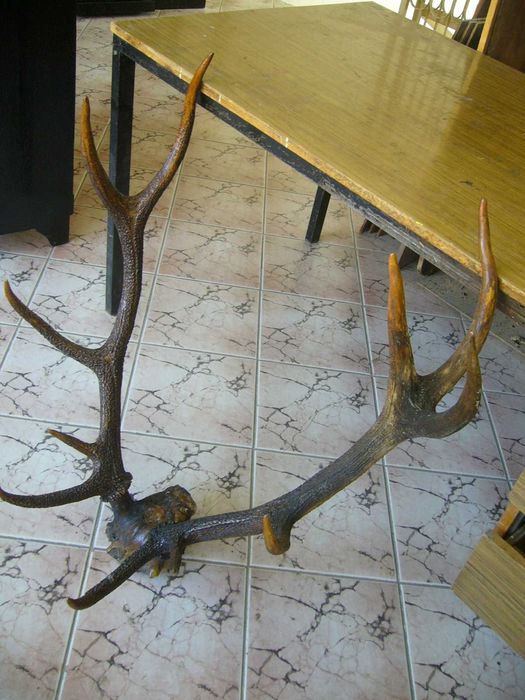 Рога от Благороден Елен - Намалени 50%