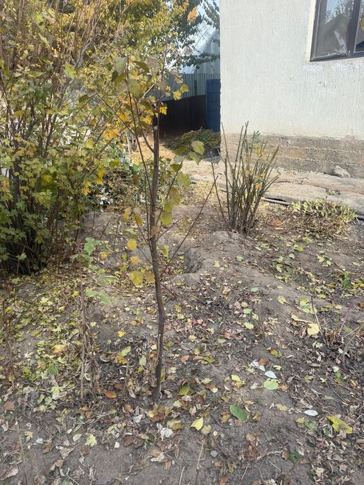 Продам вишни и сливу и куст малины.