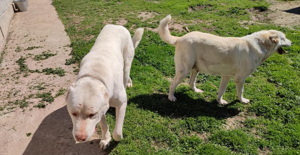 Кавказки вълкодав