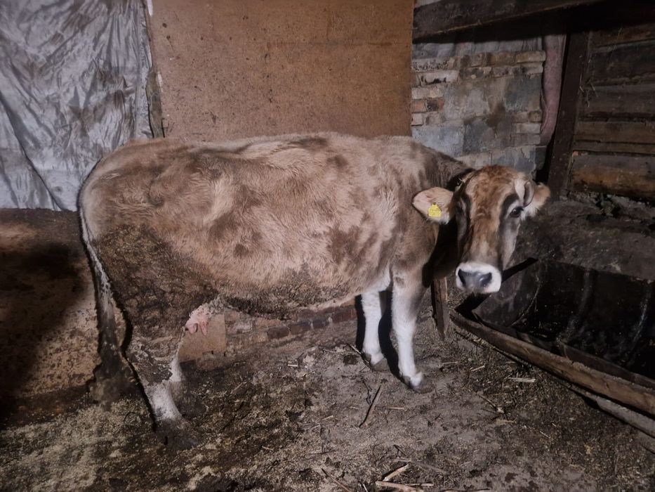 Продам корову. Сиыр сатамын