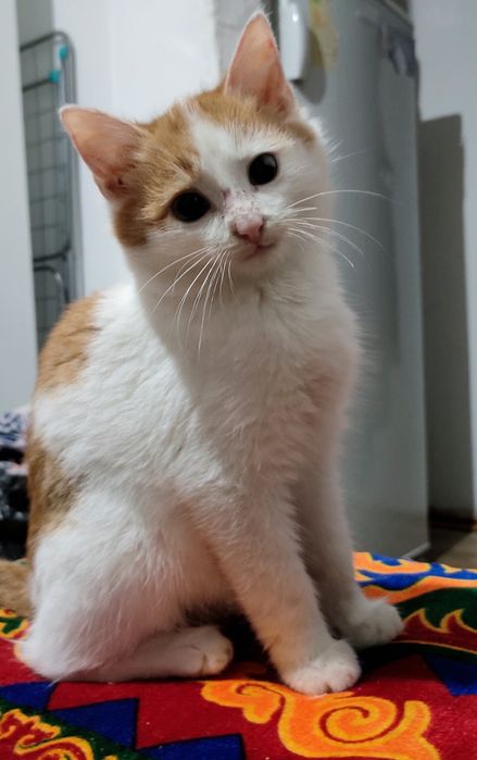 Отдам в хорошие руки