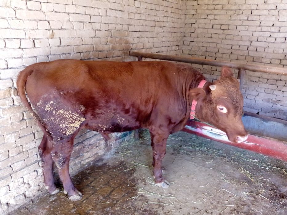 Йош гибрид укиз 27 дан