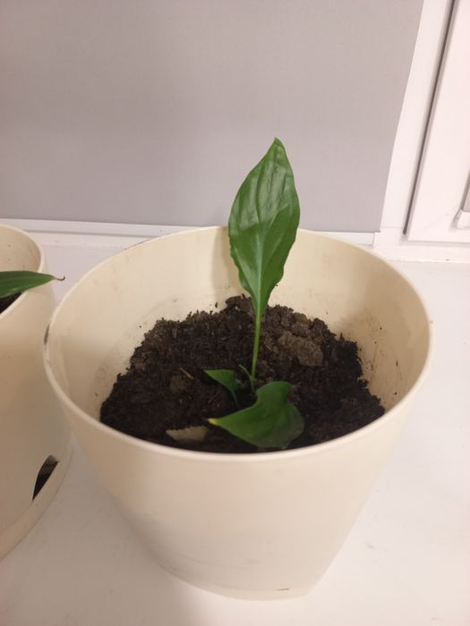 Комнатные растения женское счастье