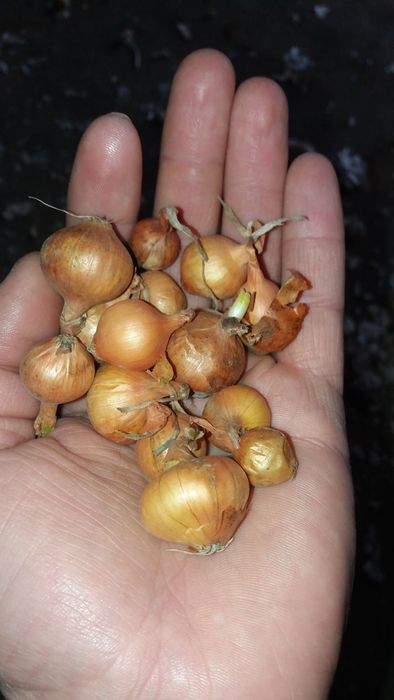 Usturoi romanesc de Copălău