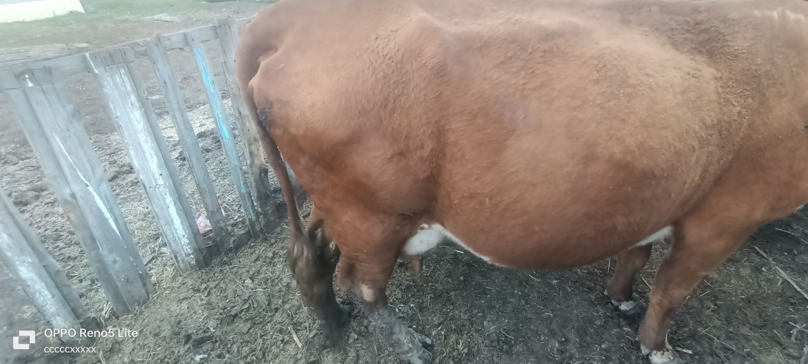 Продаю коров две головый