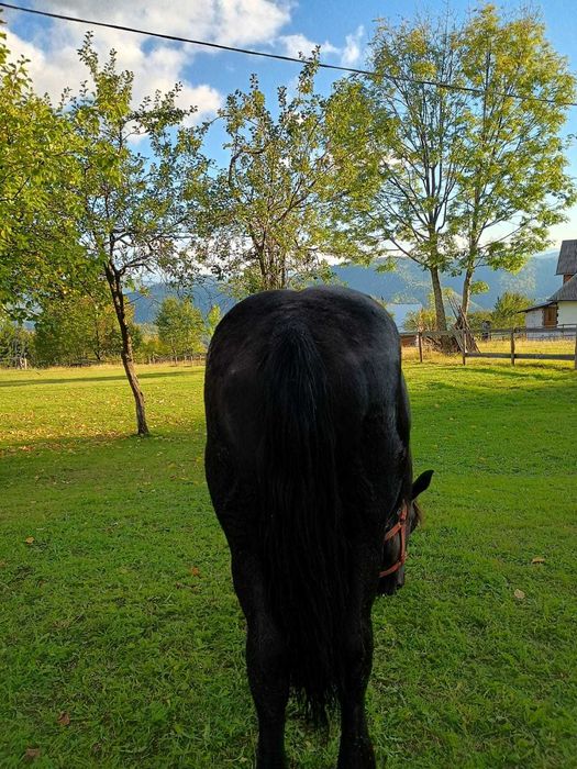 Vând mânză neagră