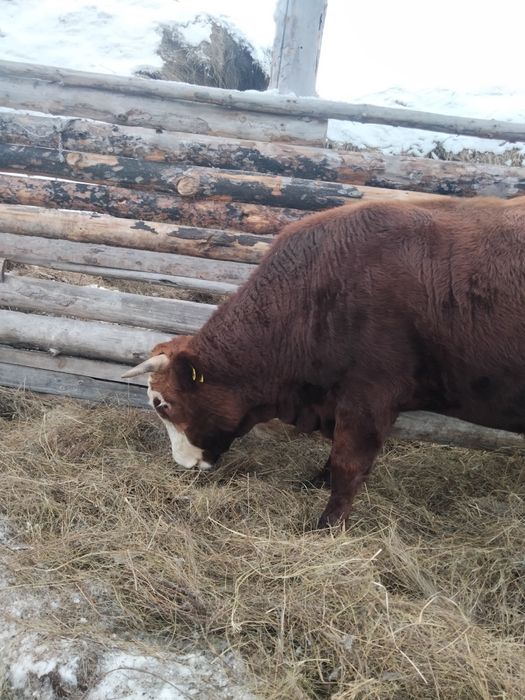 Продам Быка ! Возраст 2 года.