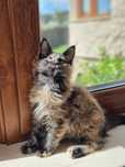 Pisica Maine Coon 2 luni cu pedigreee