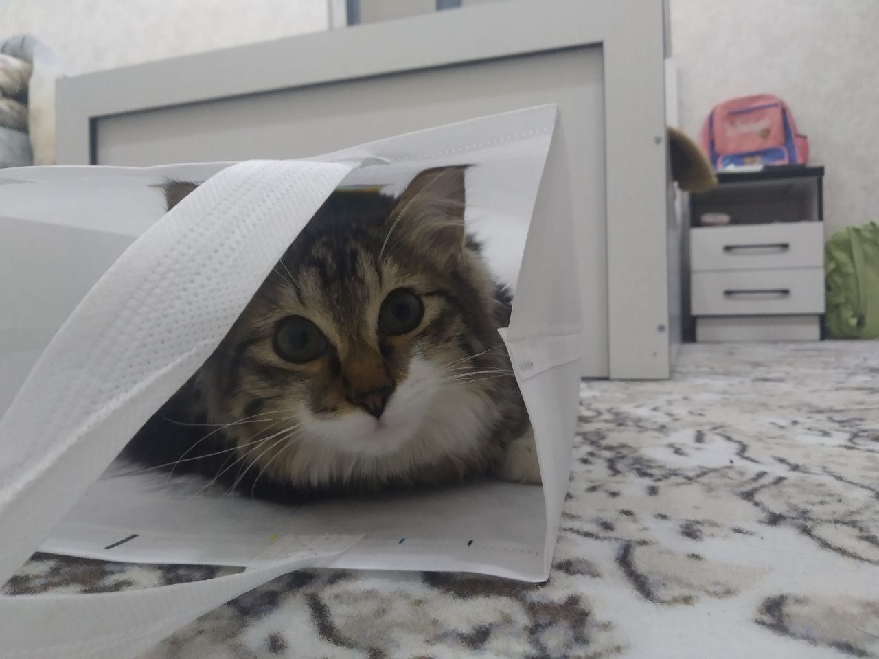 Mushuk yoqoldi iltimos yordam berila