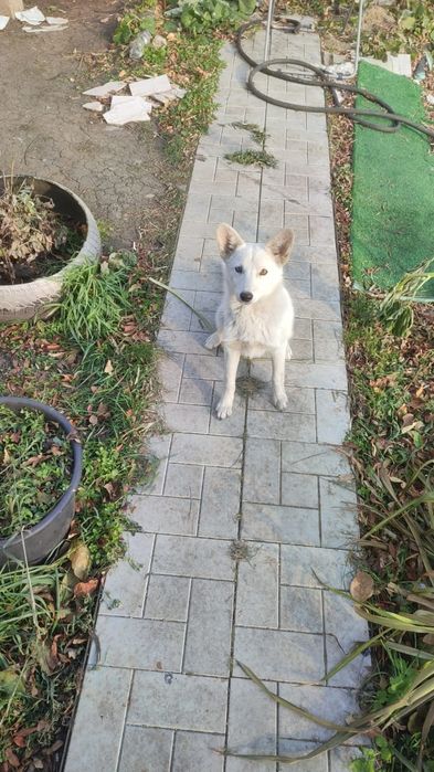 Два очаровательных беляшика в добрые руки