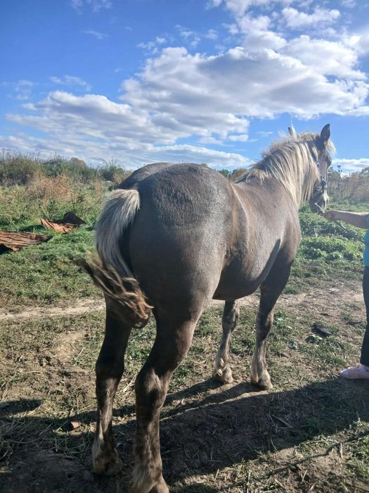 Vand manza de 1an si 2 luni