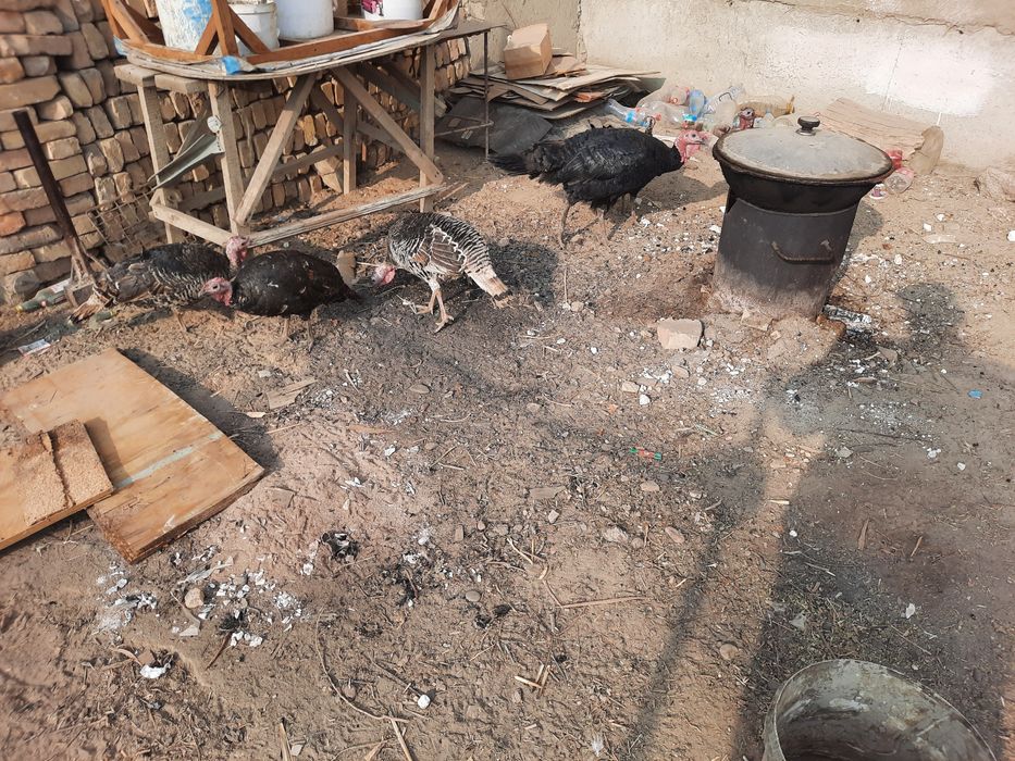 5та мода 1та нар курка сотилади биржоя 350000 сумдан