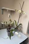 Orhidee+ dendrodium ingrijite