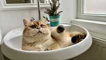 British Shorthair Chinchilla Gold - Motanel cu certificat pedigree