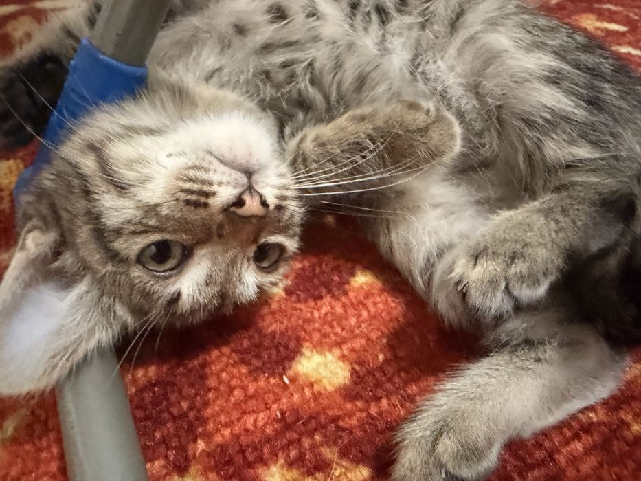 Отдам котят 8 штук