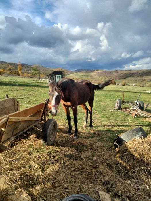 Vând sau schimb. Cal de tras de căruță și de pădure mai mute la tel