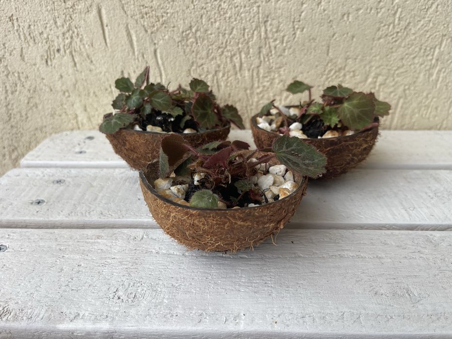 Strawberry Begonia (Saxifraga stolonifera)