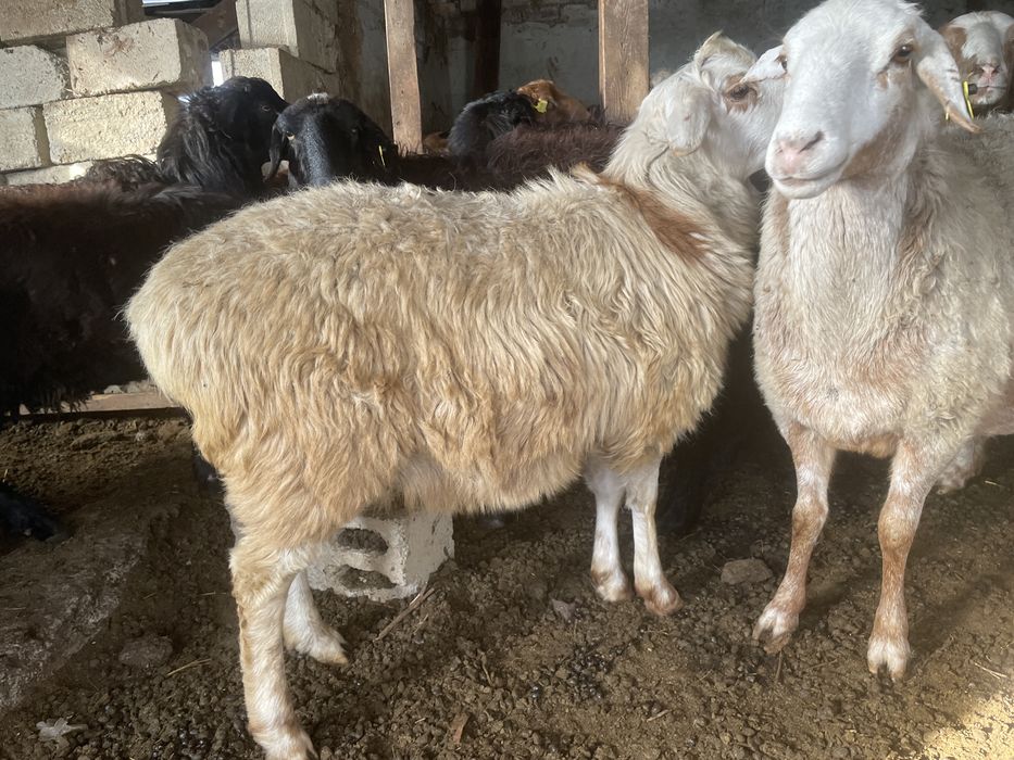 Тоқтылар сатылады