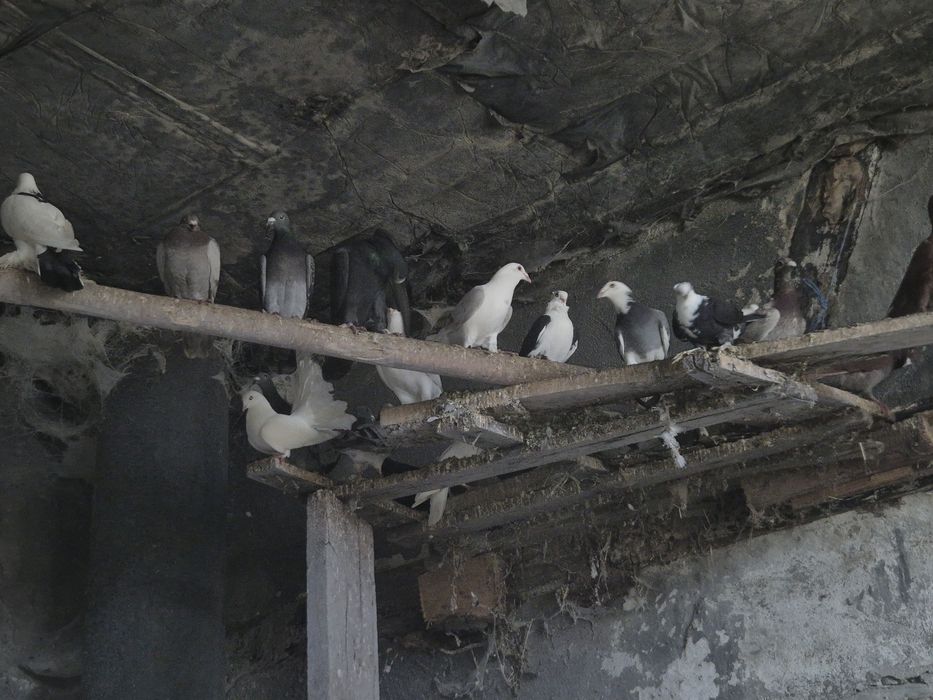 Vând porumbei voiajori stil vechi