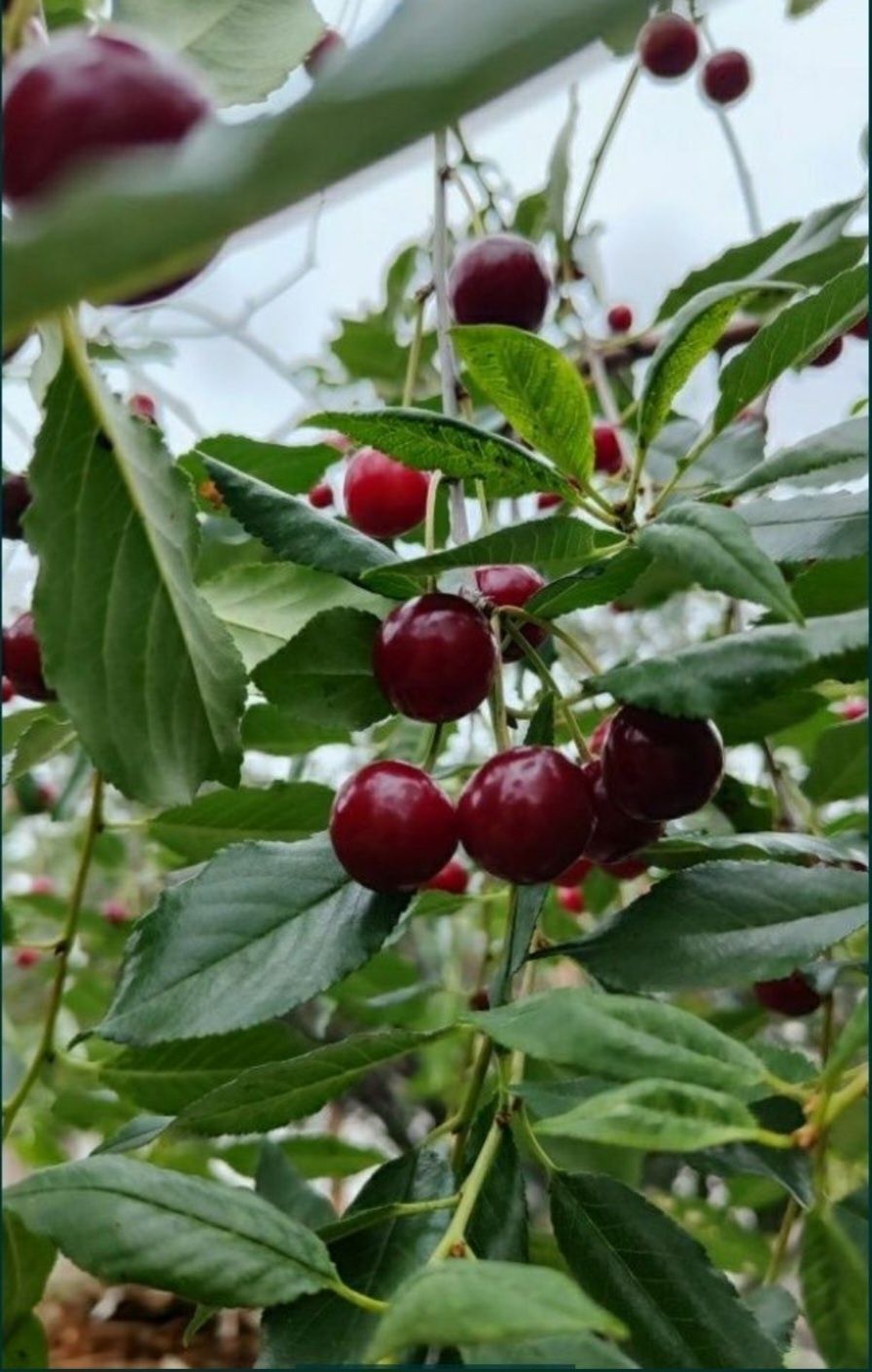 Продам черешню дачная