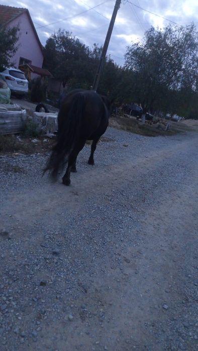 Vând iapă de 4 ani