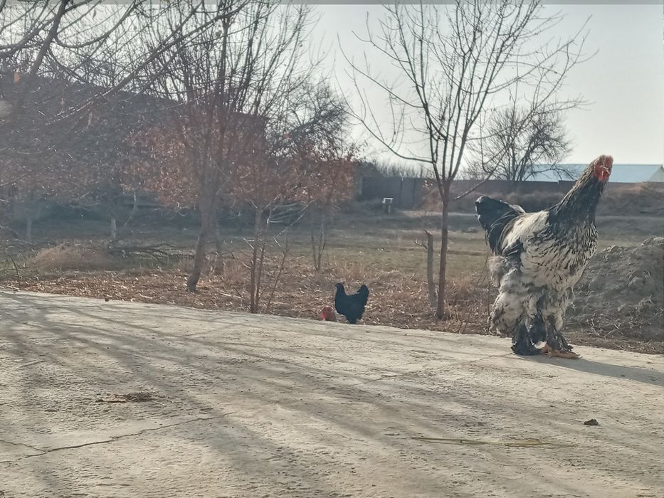 Tovuqlar sotiladi
