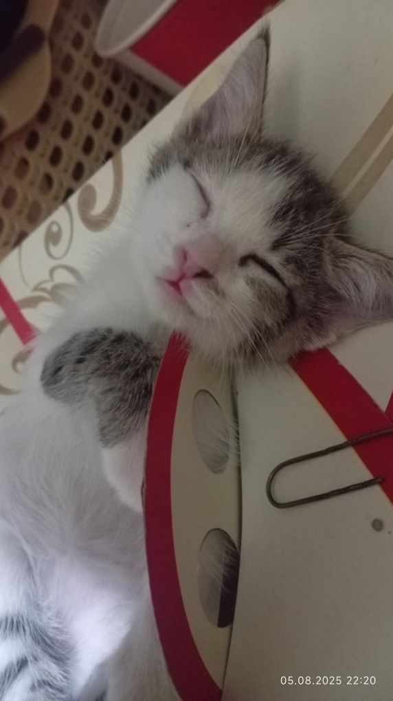 Отдам котёнка в добрые руки срочно
