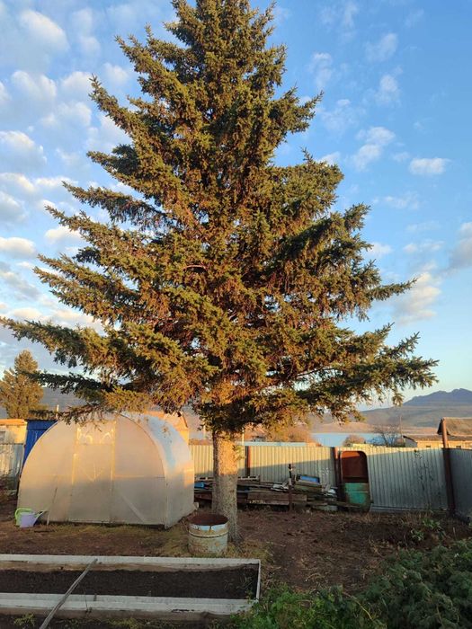 Ель на собственном участке