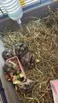 Donez pui de hamsteri pitici