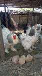 Găini rasa Australorp și rasa Brahma