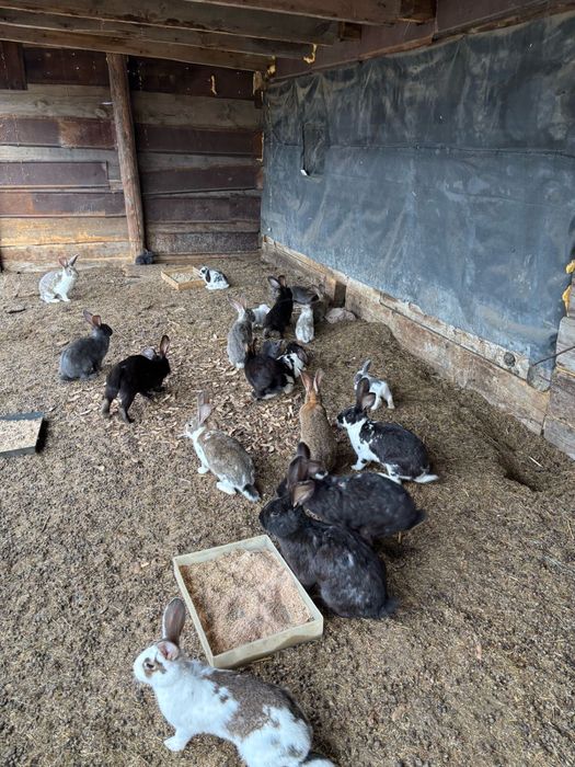 Продам кроликов живыми и можно тушками цена за живые от 4000 до 10.000