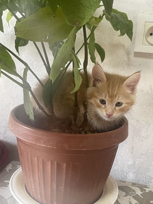 Продаются породистые котята