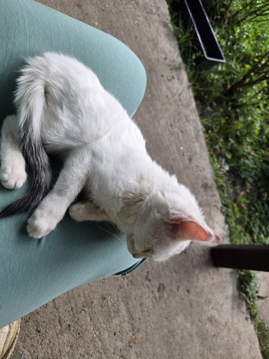 Dau spre adopție 2 pisicuțe