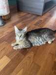 Pisica pentru adoptie