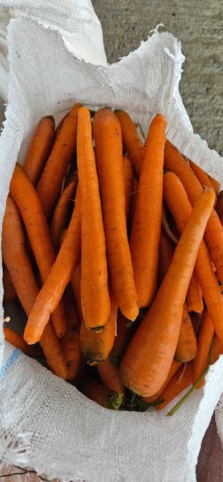 Morcovi Pătrunjel  pastranac