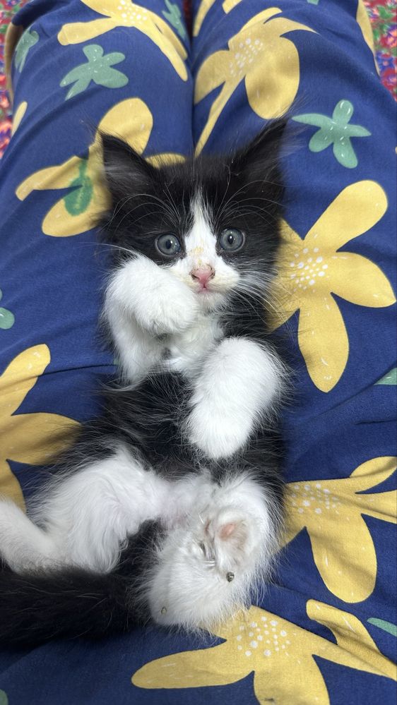 Котенок хороший добрый мальчик отдаю  хорошие руки