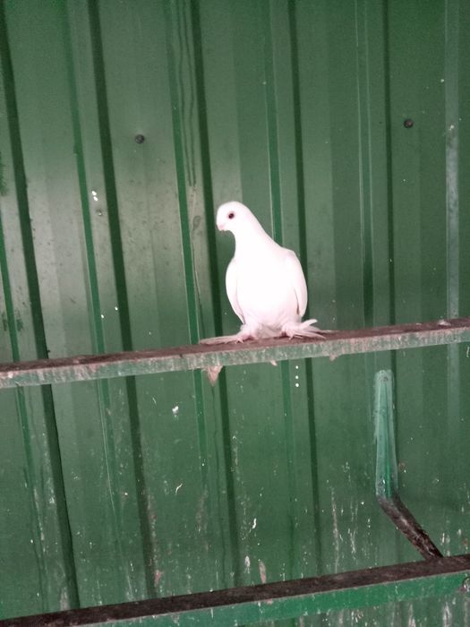 Продам армавиров.