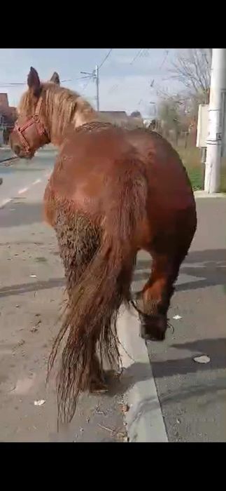 Vind iapa cu acte de Franța