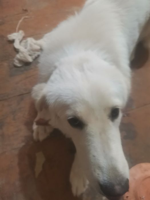 Продаётся собака Ретвирер альбинос